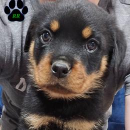 Brown - Black and mahogany male Rottweiler puppy in Tangent, Oregon from Raya's Royals