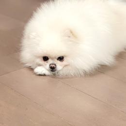 Mozart - Pomeranian