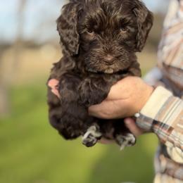 Girl 3 - Chocolate female Australian Labradoodle puppy in Waco, Texas from RainPuddle's Labradoodles