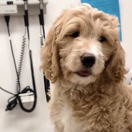 Goldendoodle All Grown Up from Suntini’s Posh Pets