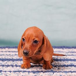 Inferno - Red male Dachshund puppy in Auxvasse, Missouri from Above Par Kennels