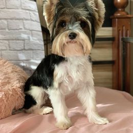 Biewer Terrier and Havanese All Grown Up from Country Sweet Havanese and Bee Happy Biewers