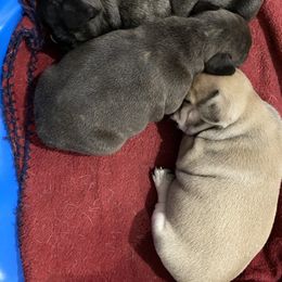 French Bulldog puppies from Shays Designer Dogs