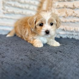 Maltipoo Puppies from Gem Puppies
