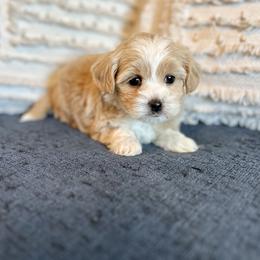 Maltipoo Puppies from Gem Puppies