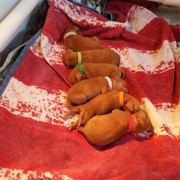 Boy 2 - male Vizsla puppy in Bakersfield, California from Sierra Vizslas