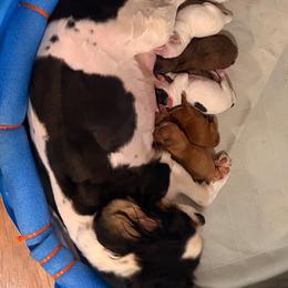 Cavapoo puppies from Homegrown Spaniels