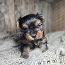 Haven - Black and gold female Yorkshire Terrier puppy in Mountain Grove, Missouri from Precious Puppies