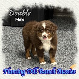 Double - Red tri male Toy Australian Shepherd puppy in Forestburg, Texas from Flaming Dill Ranch Aussies