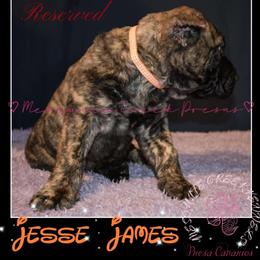Perro de Presa Canario Puppies from Mesquite Creek Kennels