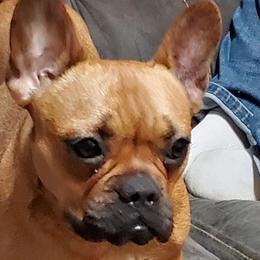 Rose - French Bulldog