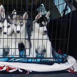 Siberian Husky Puppies from Brinic Siberins