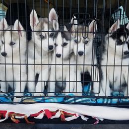 Siberian Husky Puppies from Brinic Siberins