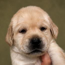 Green Collar - Yellow female Labrador Retriever puppy in Madison, Wisconsin from Meritrust Labradors