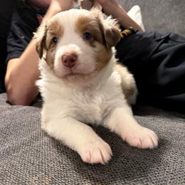 Scout - Red merle male Australian Shepherd puppy in Morehead City, North Carolina from Crab Point Australian Shepherds