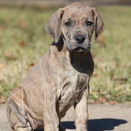 Rayne - Blue female Great Dane puppy in Denison, Texas from Hundeity Great Danes