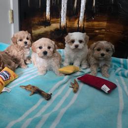 5 - Apricot female Maltipoo puppy in Washington from Mt.BakerPoodles&Doodles