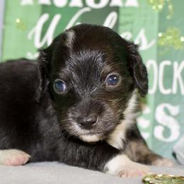 Blizzard - Black and cream male Dachshund puppy in Bellville, Ohio from JK Mini Doxies