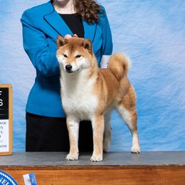 Rory - Shiba Inu