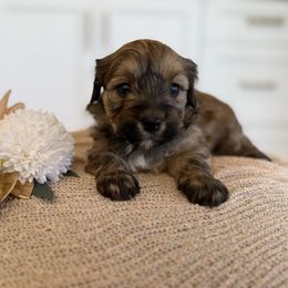 Nutmeg - Fawn sable female Havapoo puppy in South Jordan, Utah from Lady Paws Puppies - Cassie