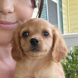 Aussiedoodle, Cavapoo, and Poodle Puppies from B&M Cottonwood Canines