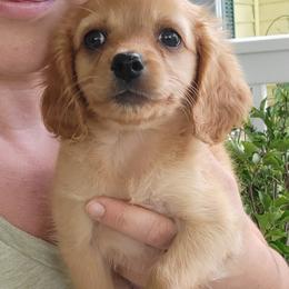 Aussiedoodle, Cavapoo, and Poodle Puppies from B&M Cottonwood Canines