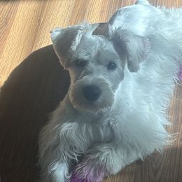 Cane Corso and Miniature Schnauzers from P1FamilyCanines