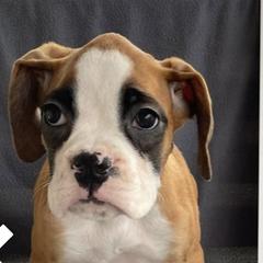 Boxer Puppies from Esquivel Boxers