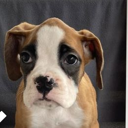 Boxer Puppies from Esquivel Boxers