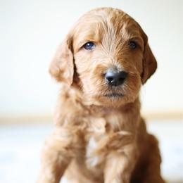 Jack Skeleton - de Orange collar - Apricot male Goldendoodle puppy in Puyallup, Washington from Dawnie’s Doodles