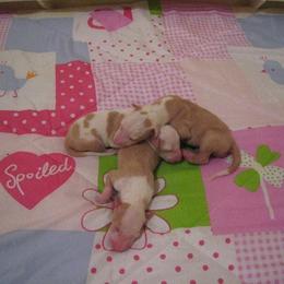 Ibizan Hound Puppies from Someday Ibizans