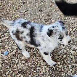 Border Collies from BAR T7 Ranch