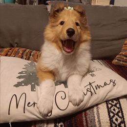 Sandy (Light Sable Girl) - Sable and white female Collie puppy in Salem, Indiana from Living Blessed Collies