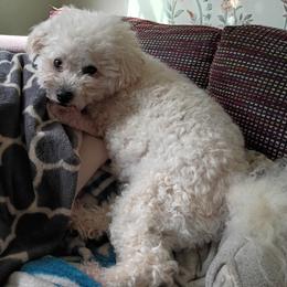 Bichon Frise puppies from Orchid Bichon Frisé