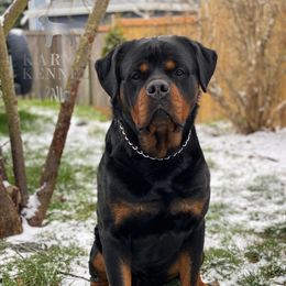 Toro - Rottweiler