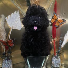Legacy - Black male Poodle puppy in Griffin, Georgia from Rawls Lovely Little Tots