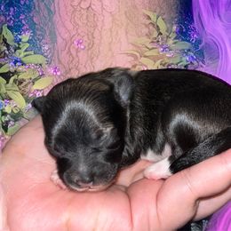 Spero - Sable male Chinese Crested puppy in Brooksville, Florida from Ariella Standard Poodles & Chinese Cresteds
