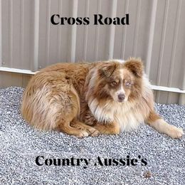 Australian Shepherds from Cross Road Country Aussie's