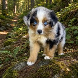 Rosie - Blue merle female Miniature Australian Shepherd puppy in Lakeport, California from Akins Aussies/Wild Rose Ranch