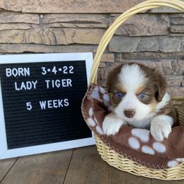 Girl 1 - Miniature Australian Shepherd puppy in Deridder, Louisiana from AussieSmiths
