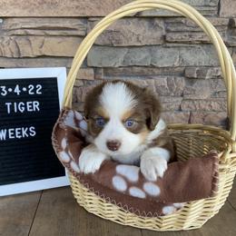 Girl 1 - Miniature Australian Shepherd puppy in Deridder, Louisiana from AussieSmiths