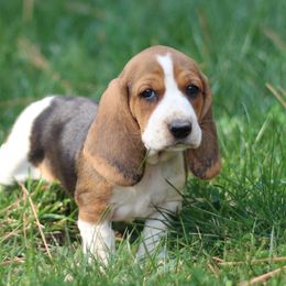 Oklie - Black brown and white female Basset Hound puppy in Idaho from Welcome Home Bassets