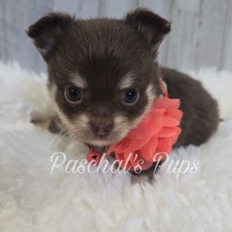 Pecan - Chocolate and tan female Chihuahua puppy in Bowdon, Georgia from Paschal's Pups