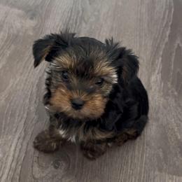 Cookie - Blue and gold female Yorkshire Terrier puppy in Laughlin, Nevada from Dani’s Yorkie’s