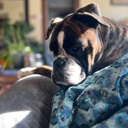 Megan - Boxer