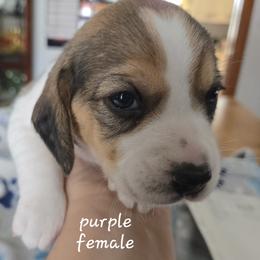 Beagles from Tracker sky beagles