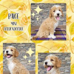 Goldendoodle Puppies from Rose's Doodles