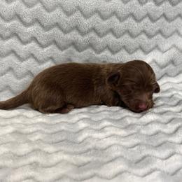 Autumn - Chocolate female Dachshund puppy in Queen Creek, Arizona from Jolly Rogers Dachshunds