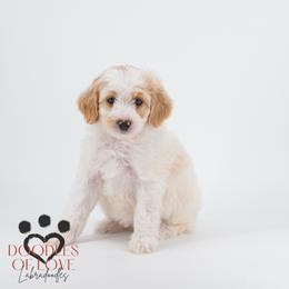 Miss Purple - Parti female Labradoodle puppy in Travelers Rest, South Carolina from Doodles of Love Labradoodles