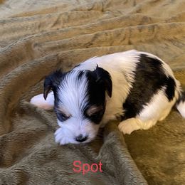Biewer Terrier Puppies from Great Scotts Biewers